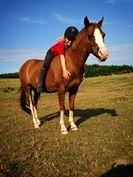 DSP Phønix "Lånepony" - Phønix og Caroline <3 Billede: Sofie F. billede 11