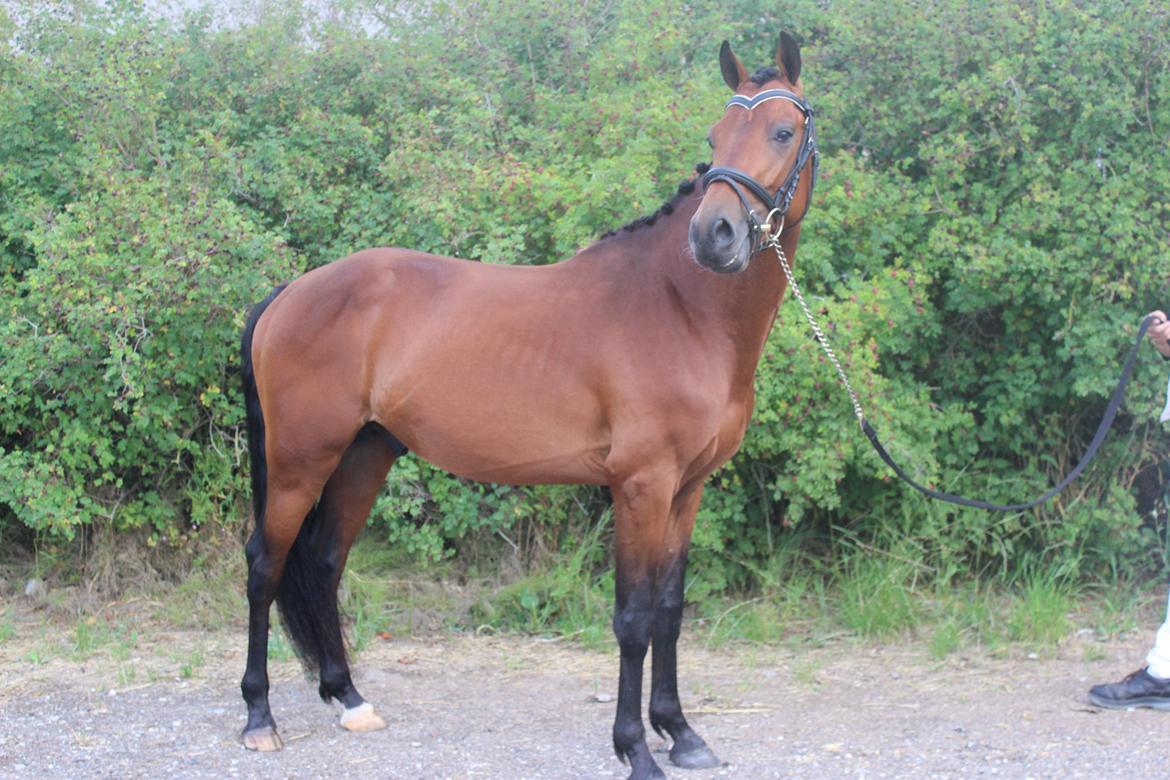 Welsh Partbred (Sec F) Trubka´s Nicardo billede 1