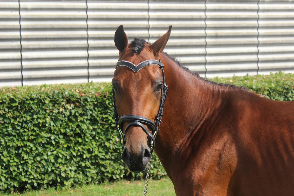 Welsh Partbred (Sec F) Trubka´s Nicardo billede 2