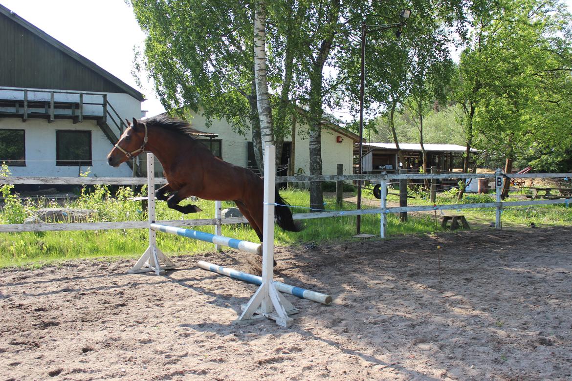 Welsh Partbred (Sec F) Trubka´s Nicardo billede 4