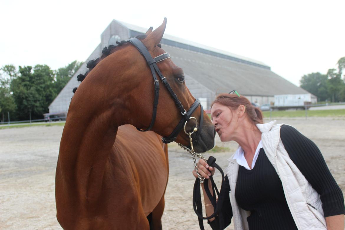 Welsh Partbred (Sec F) Trubka´s Nicardo billede 5