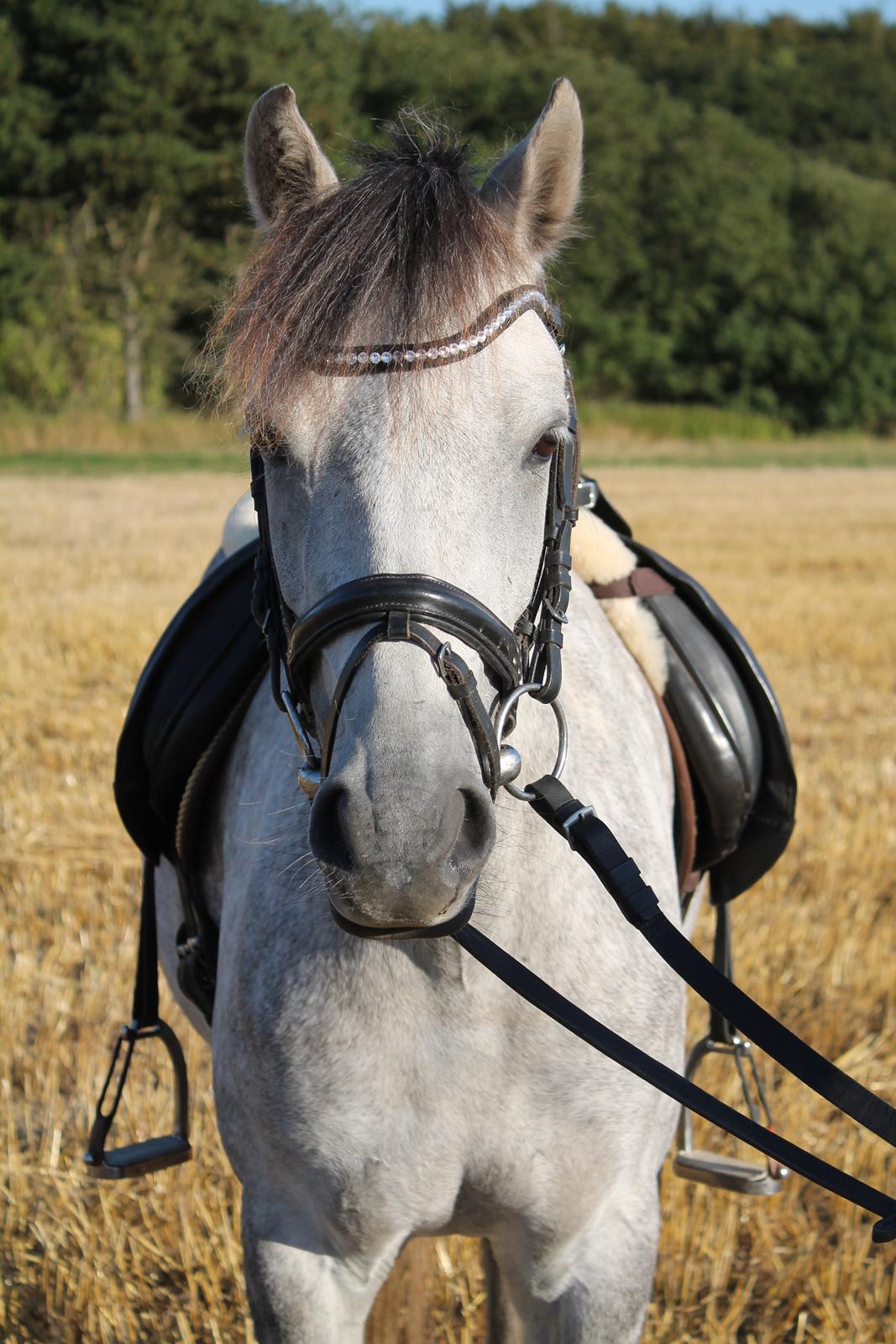 Welsh Pony (sec B) Låddenhøjs Toby billede 11