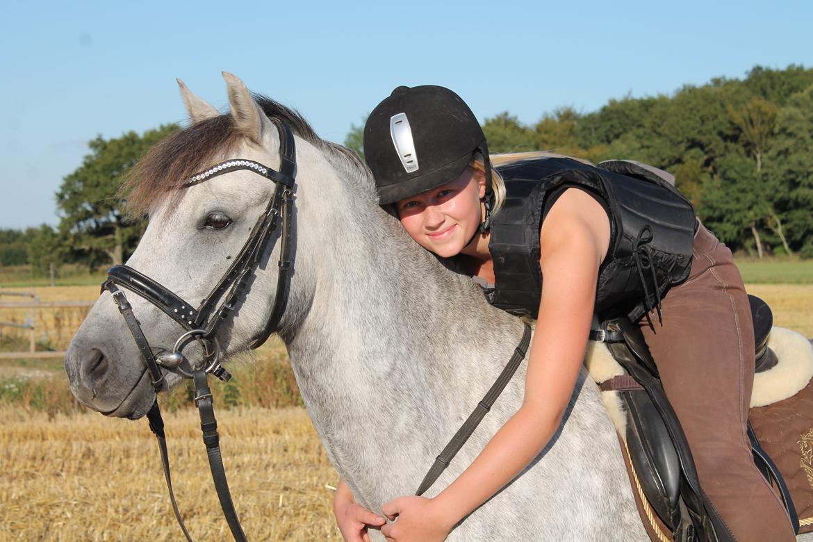 Welsh Pony (sec B) Låddenhøjs Toby billede 1