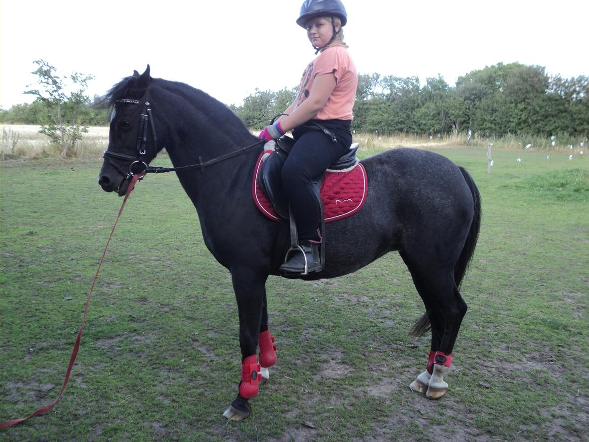 Welsh Pony af Cob-type (sec C) Amora billede 11