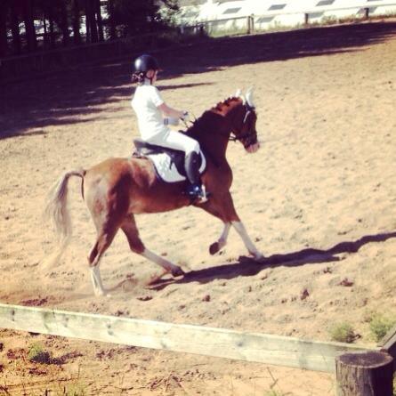 Welsh Pony (sec B) Den deel´s Romeo Savnet - Opvaming Haderup
Billedet er taget af min søster. billede 11