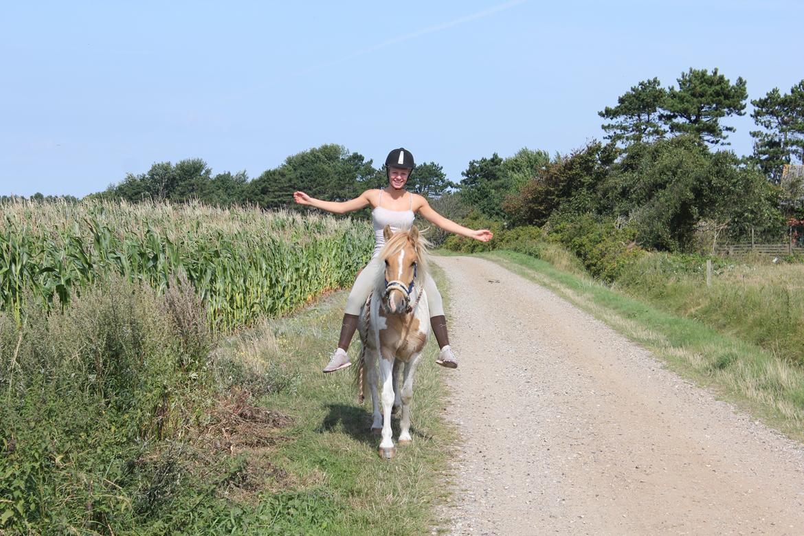 Anden særlig race Sønderstrandens Cola billede 7