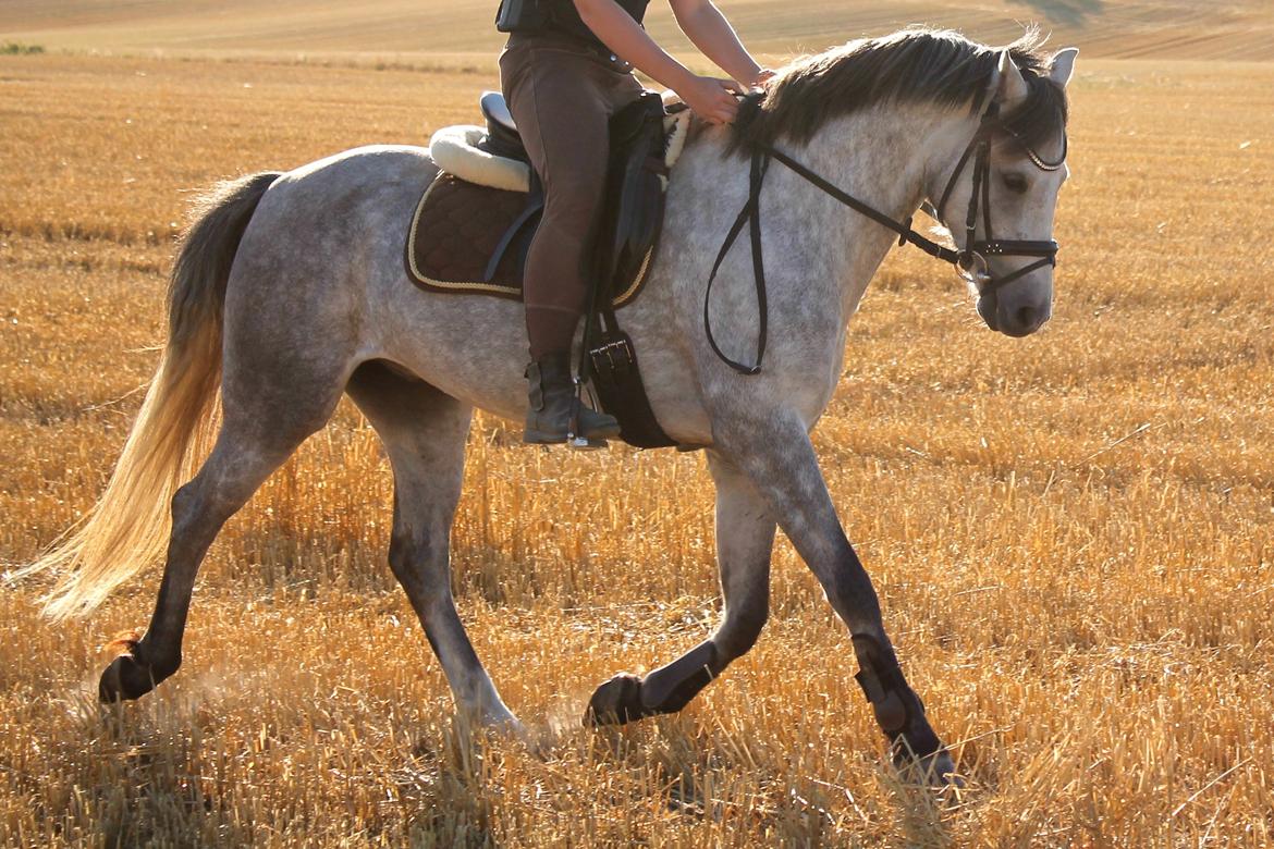 Welsh Pony (sec B) Låddenhøjs Toby - <3 billede 2