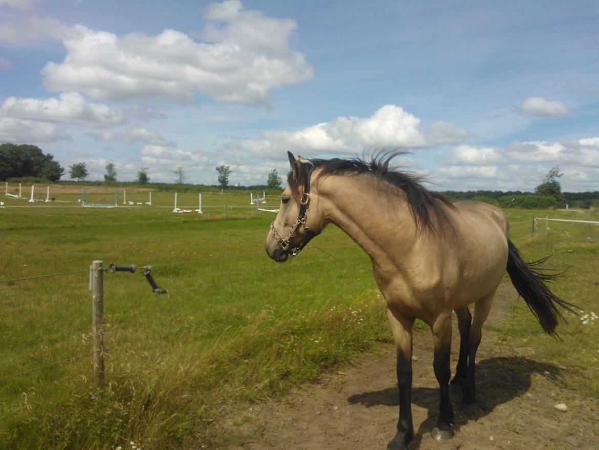 Anden særlig race Kurt (Coratus) billede 7