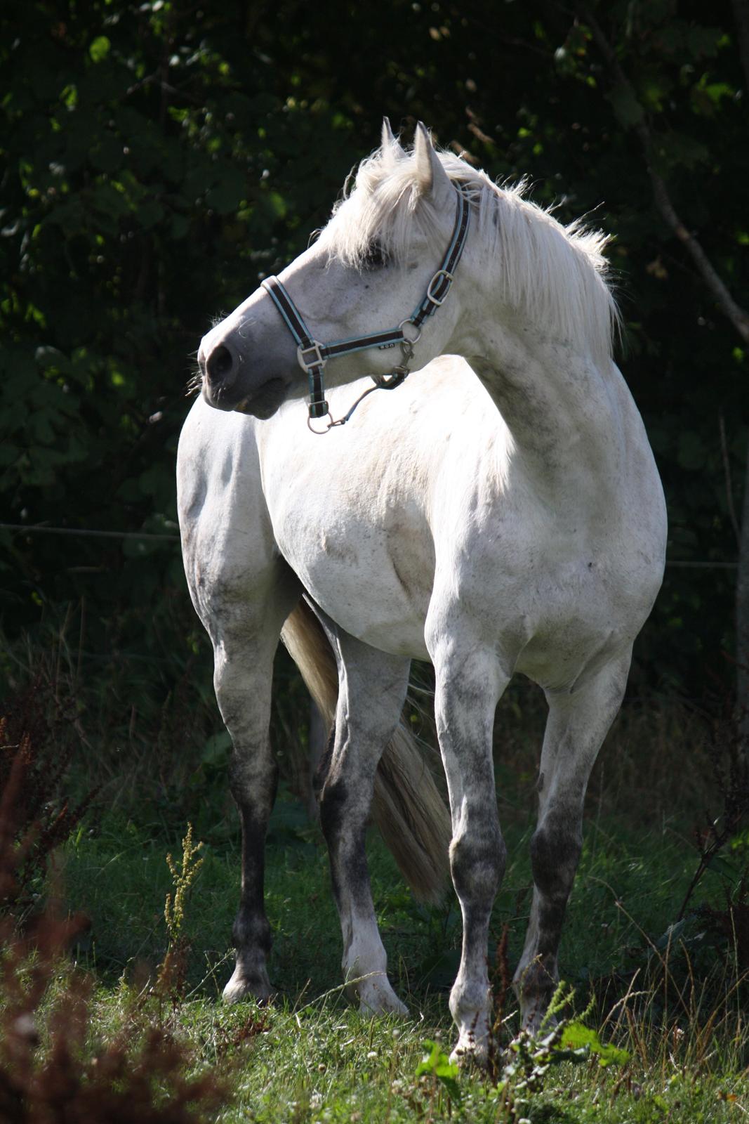 Welsh Cob (sec D) Athos/Mowgli - Foto . Mig billede 4