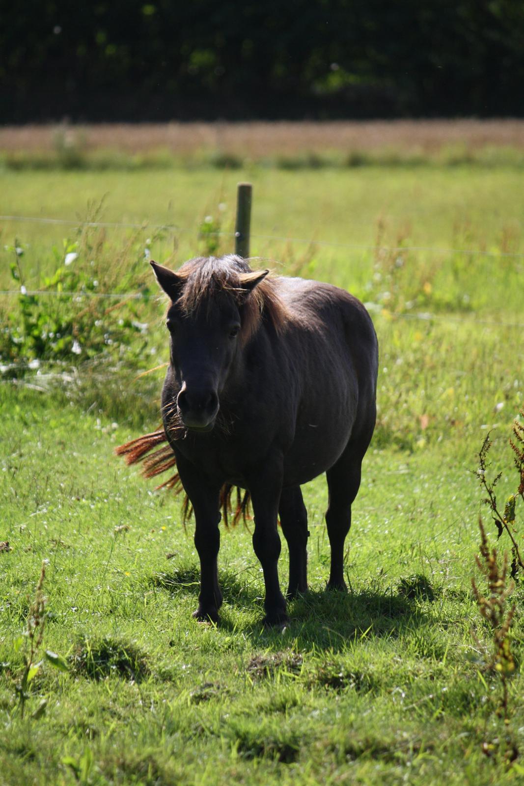 Shetlænder Lise - Foto - Mig billede 20