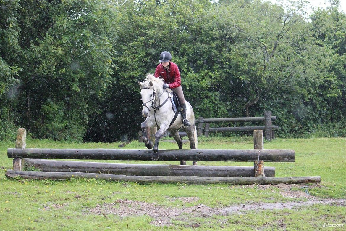 Welsh Cob (sec D) Athos/Mowgli - Foto - Rebekka billede 6