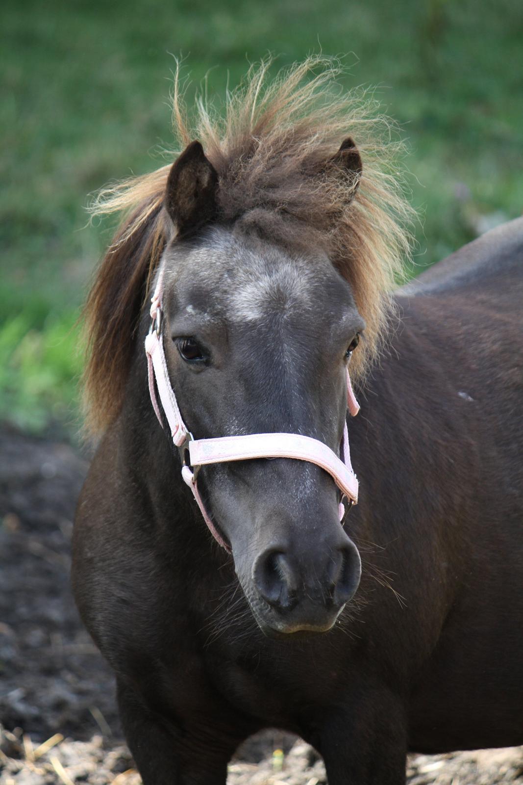 Shetlænder Jægergårdens Hikki - Hikki med ny grime ^_^ Foto - Mig billede 20