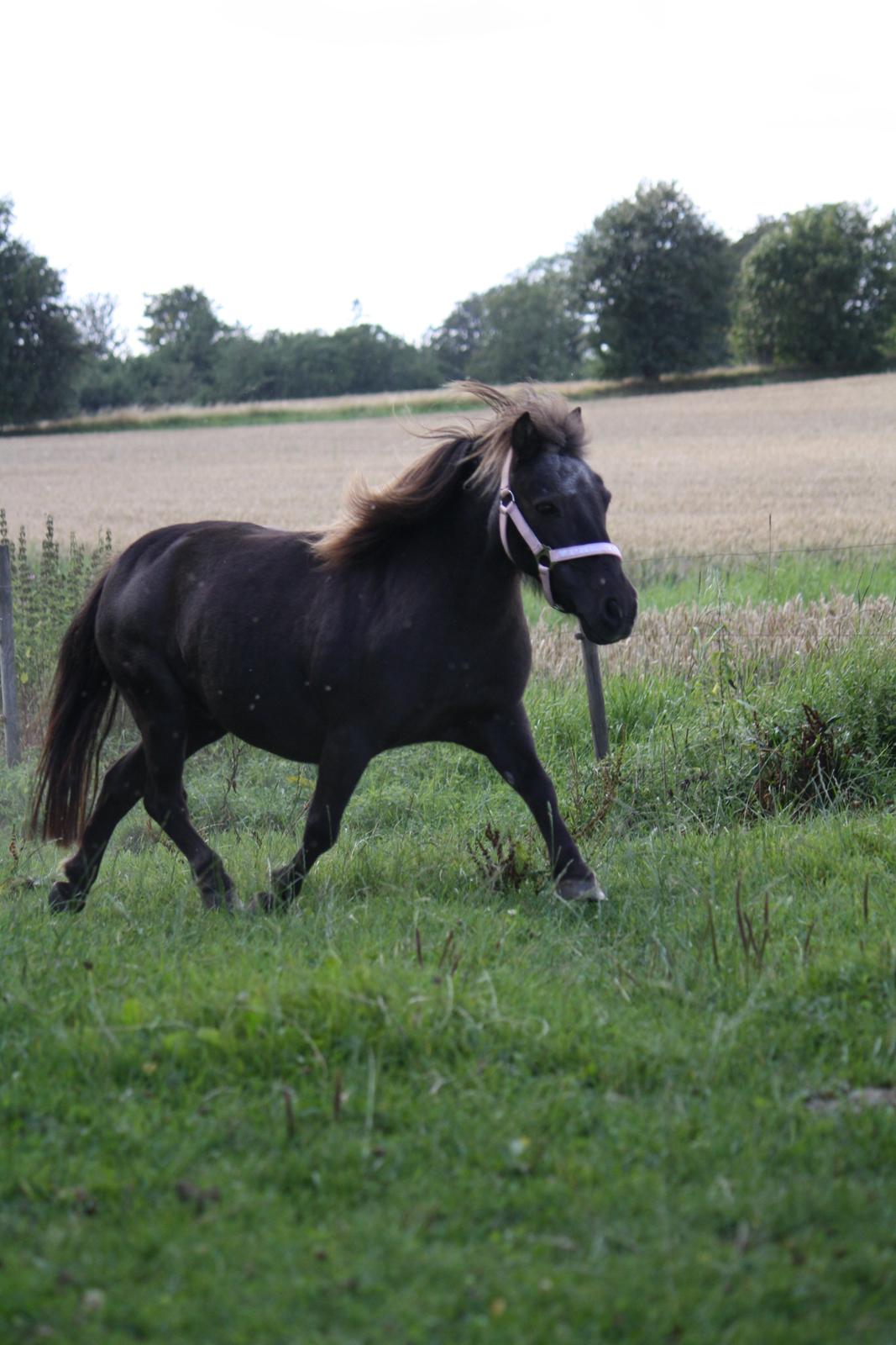 Shetlænder Jægergårdens Hikki - Foto - Mig billede 21