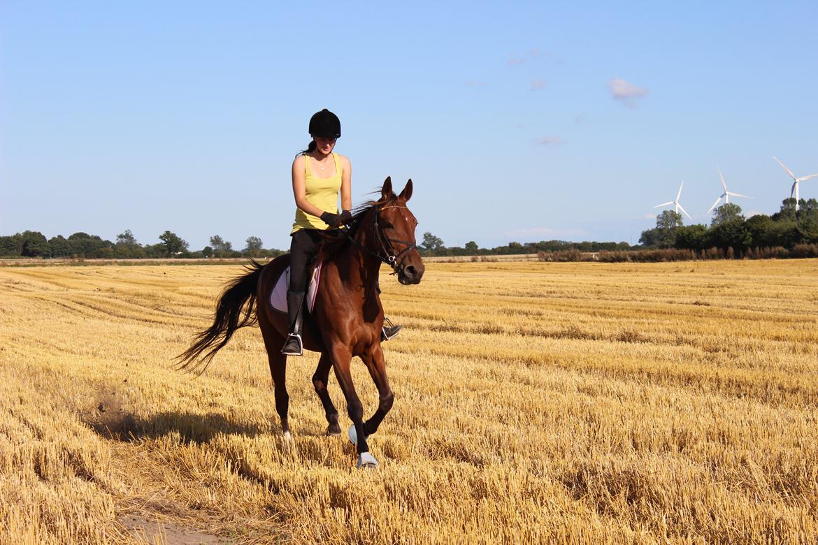 Traver Swept To Klindtholm billede 10