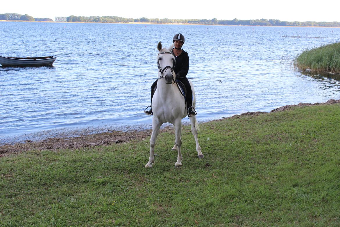 Lusitano Vento - En tur ned til vandet :) billede 19