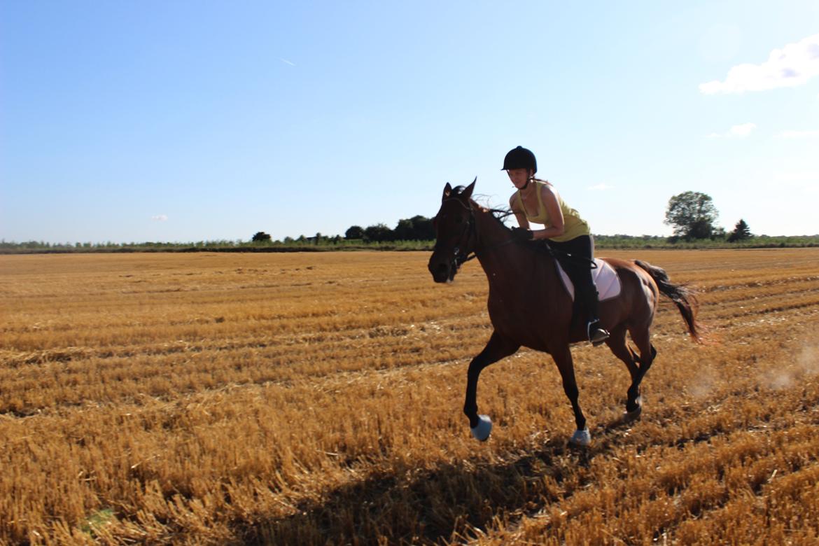 Traver Swept To Klindtholm billede 3