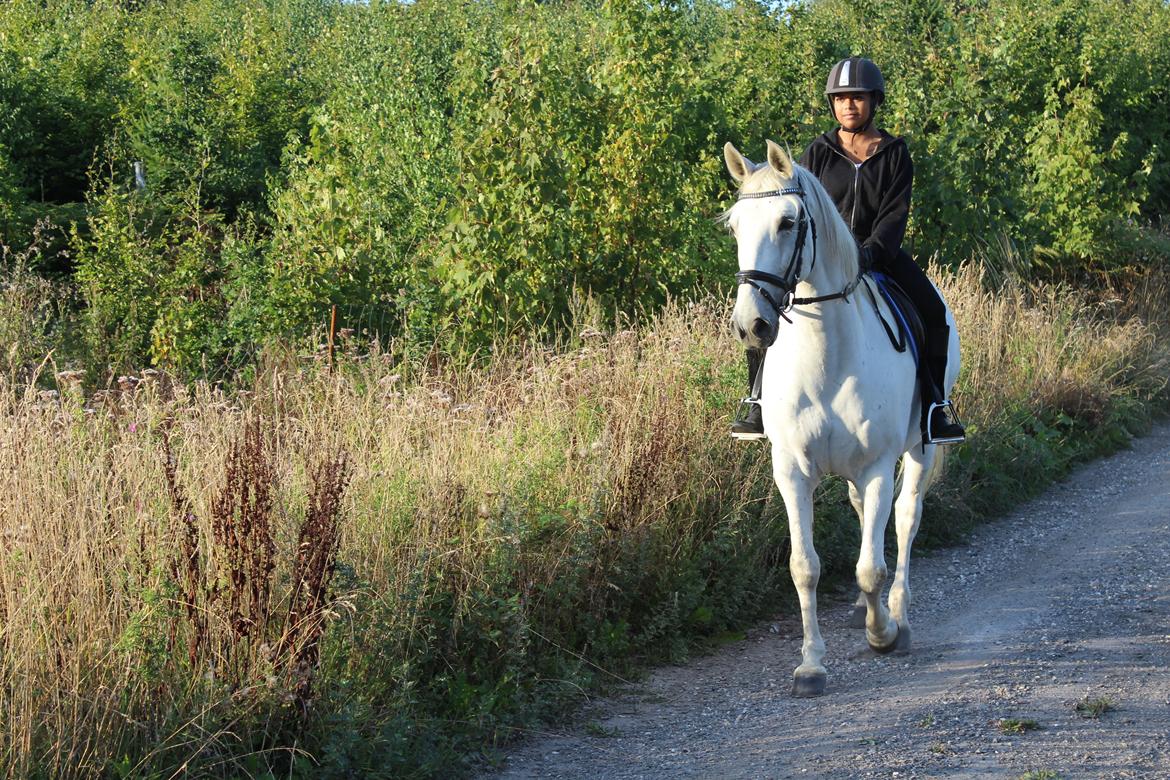 Lusitano Vento - Endnu en gang er vi på tur billede 20