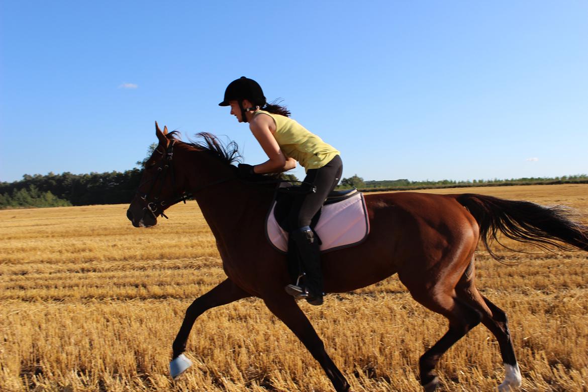 Traver Swept To Klindtholm - Så der fuldt fart i trav på marken :) billede 6