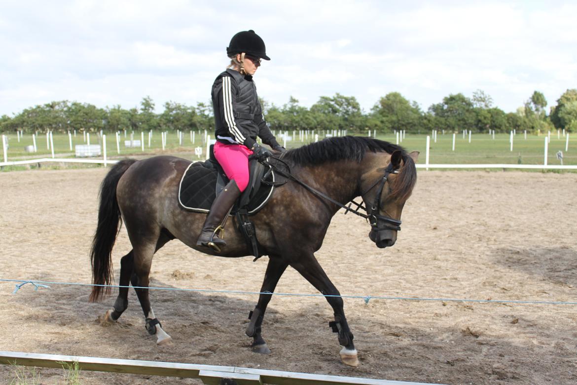 New Forest Marrondales Floyd - 6. august 2013 | Første gang jeg prøvede ham billede 1