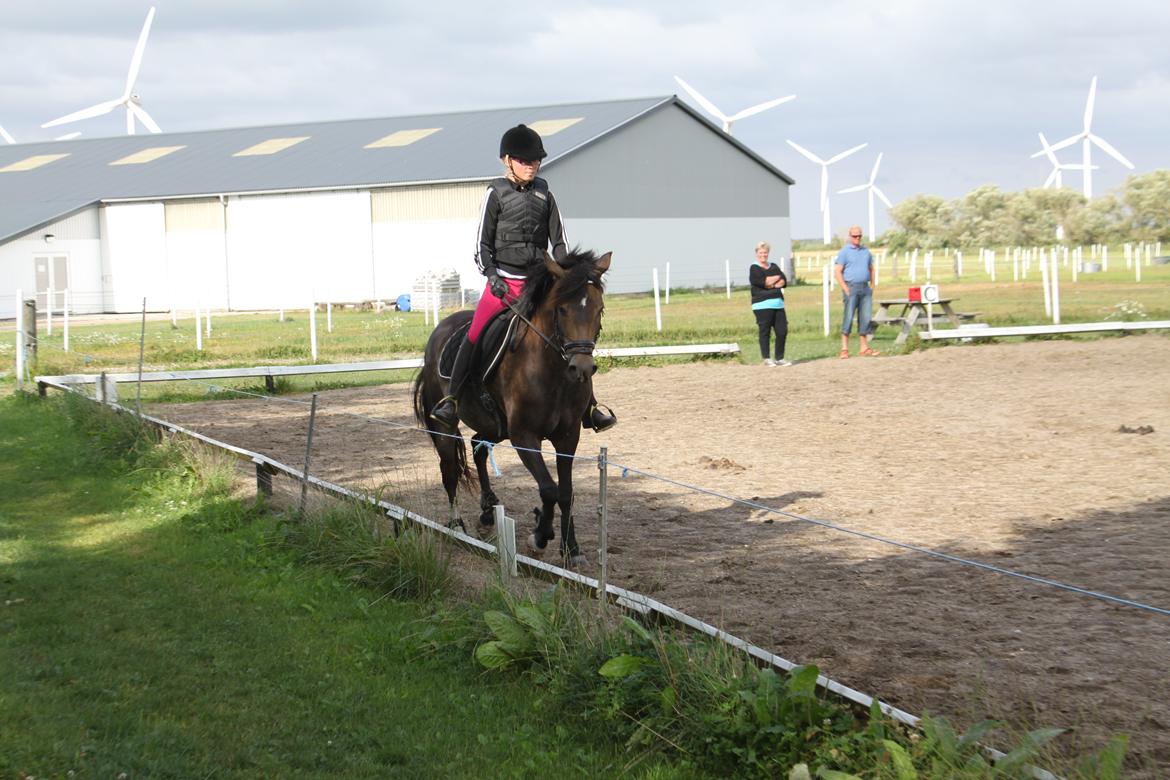 New Forest Marrondales Floyd - 6. august 2013 | Første gang jeg prøvede ham billede 2