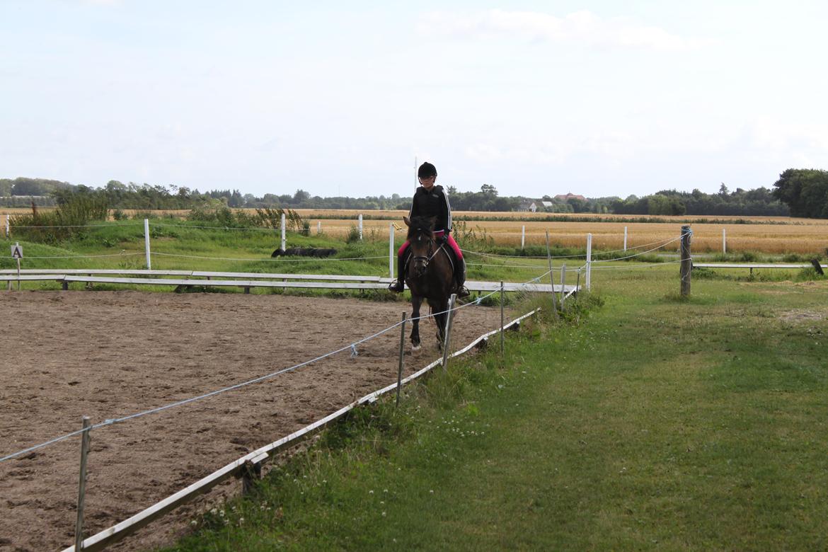 New Forest Marrondales Floyd - 6. august 2013 | Første gang jeg prøvede ham billede 3