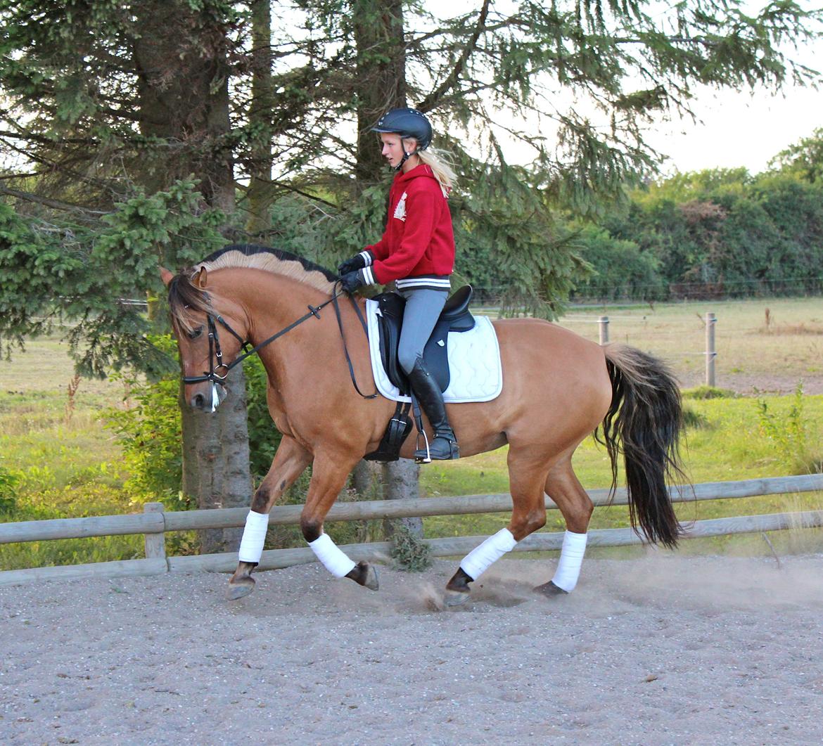 Anden særlig race Hanne - Last pony year.. I'm enjoying it! billede 15