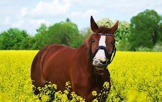 Hollandsk Varmblod White Focks * -  himlen smukkeste stjerne  <3 :'( billede 16