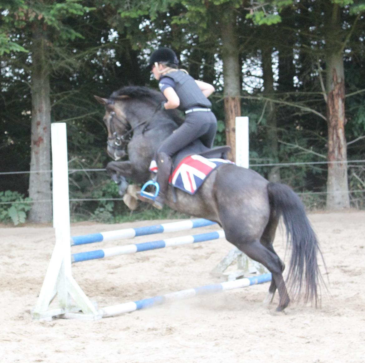 New Forest Marrondales Floyd - 22. august 2013 | 2. springundervisning sammen billede 4