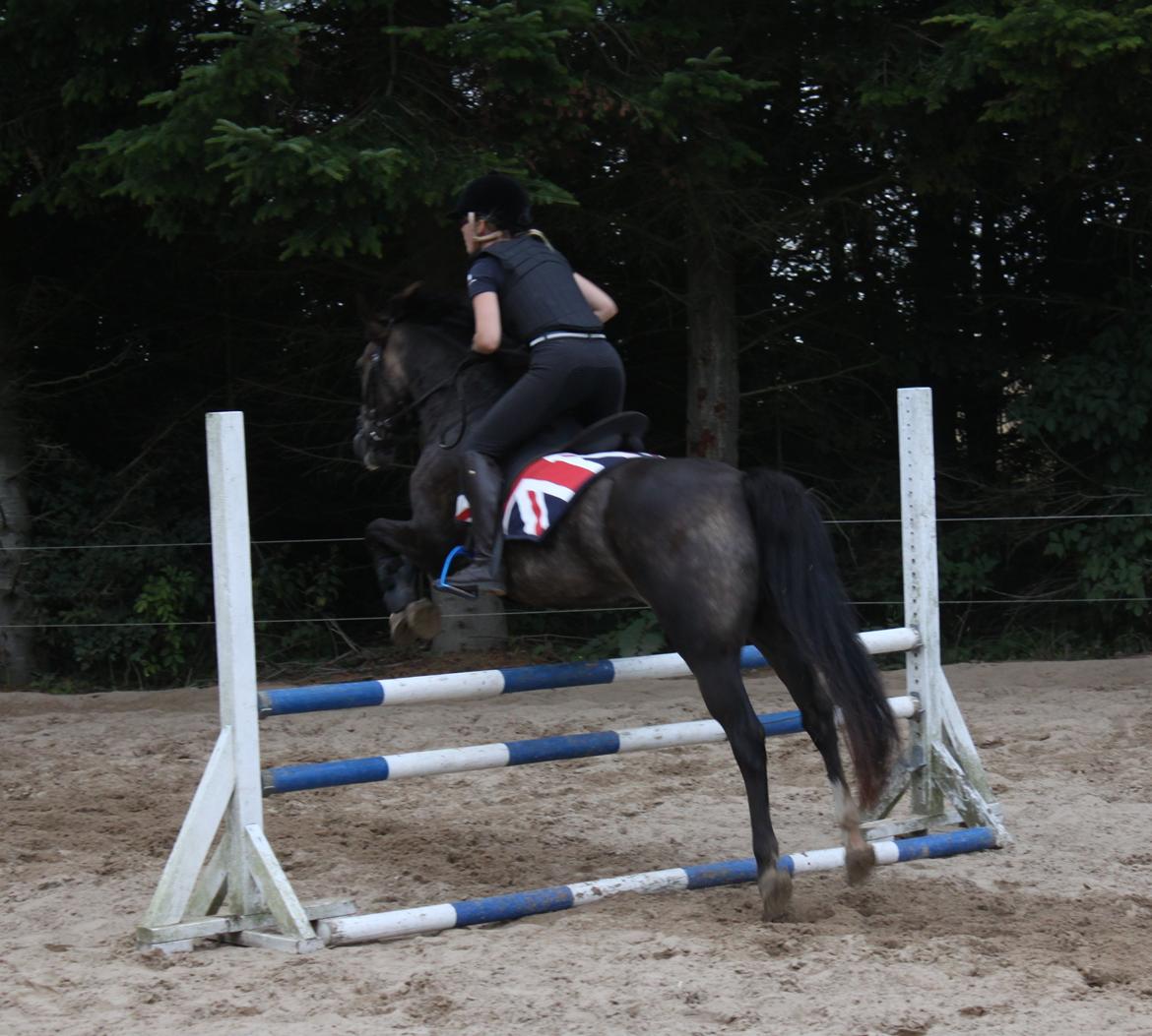 New Forest Marrondales Floyd - 22. august 2013 | 2. springundervisning sammen billede 5