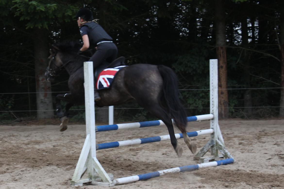 New Forest Marrondales Floyd - 22. august 2013 | 2. springundervisning sammen billede 6