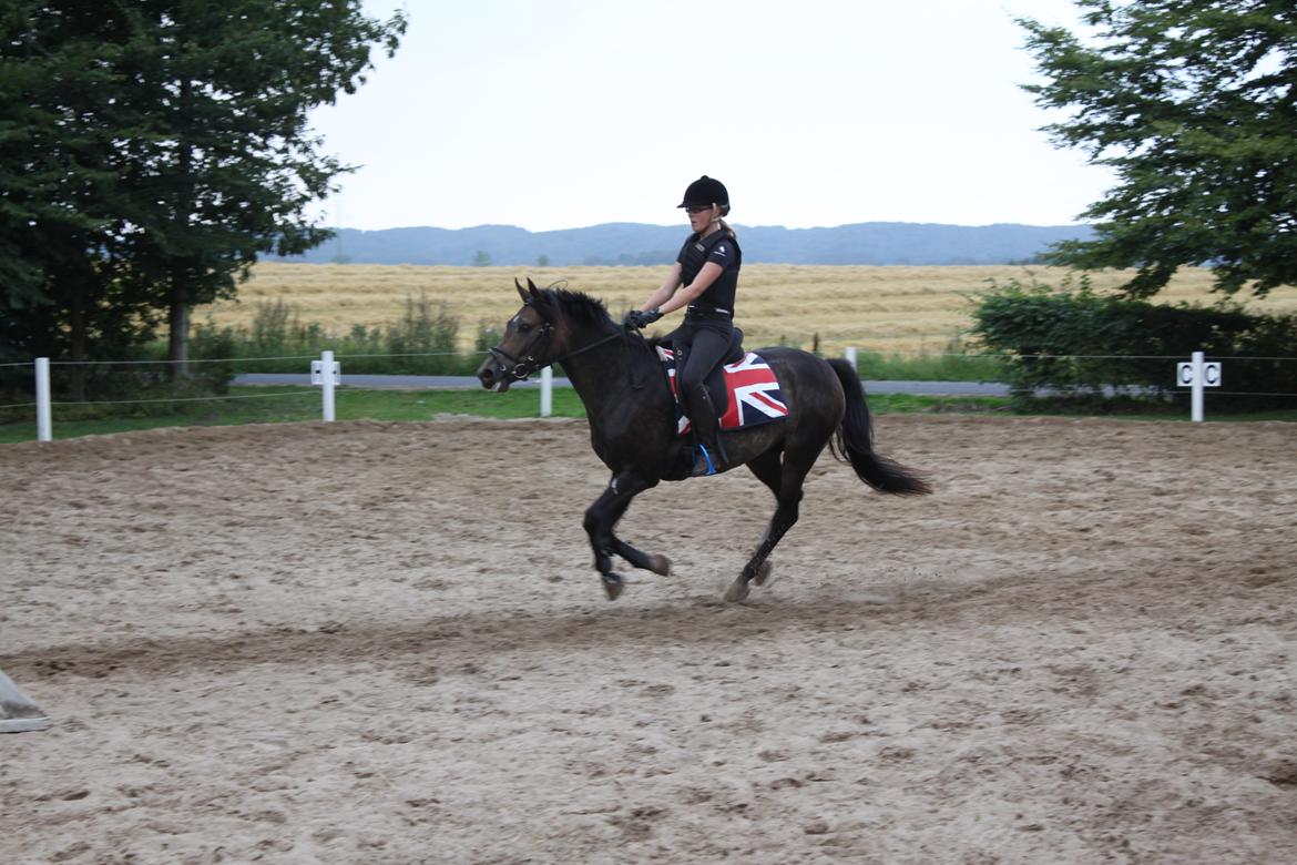 New Forest Marrondales Floyd - 22. august 2013 | 2. springundervisning sammen billede 7