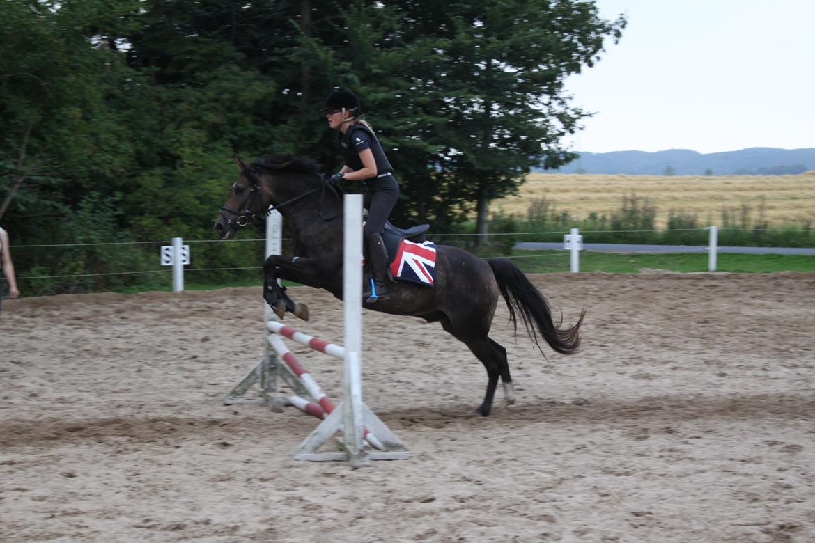 New Forest Marrondales Floyd - 22. august 2013 | 2. springundervisning sammen billede 8