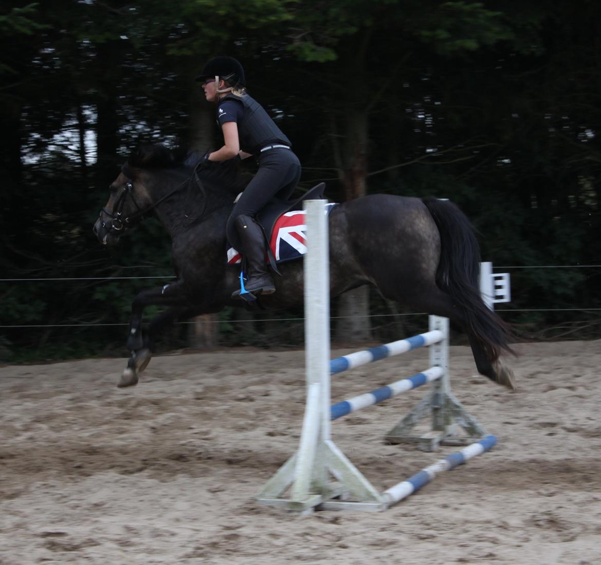 New Forest Marrondales Floyd - 22. august 2013 | 2. springundervisning sammen billede 9