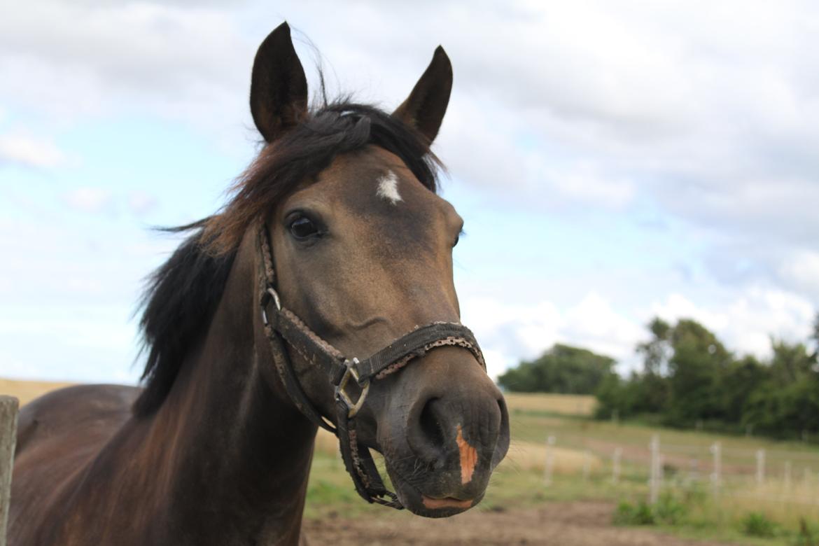 New Forest Marrondales Floyd - 11. august 2013 | Første gang på fold hos os billede 10