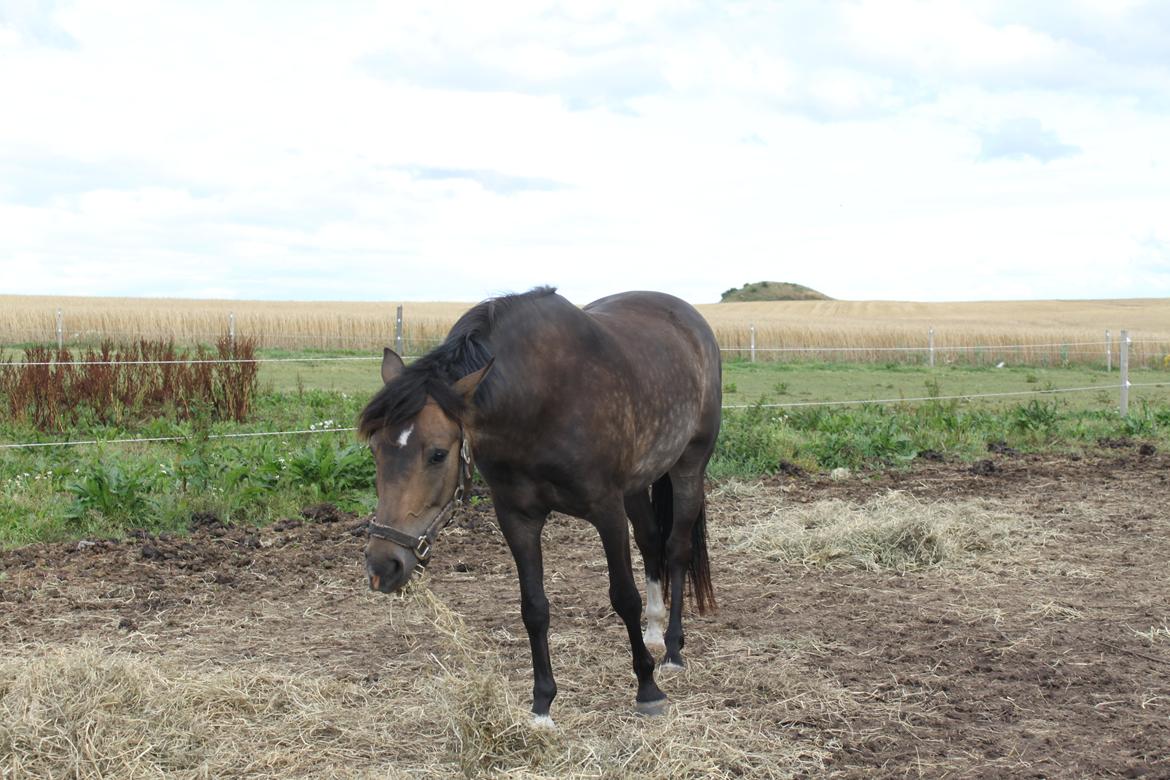 New Forest Marrondales Floyd - 11. august 2013 | Første gang på fold hos os billede 11
