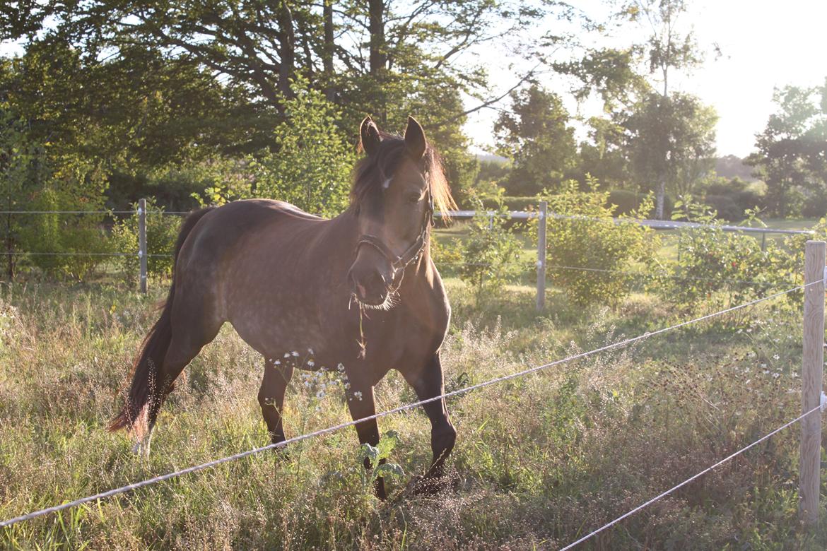 New Forest Marrondales Floyd - 12. august 2013 | 2. gang på fold hos os billede 12