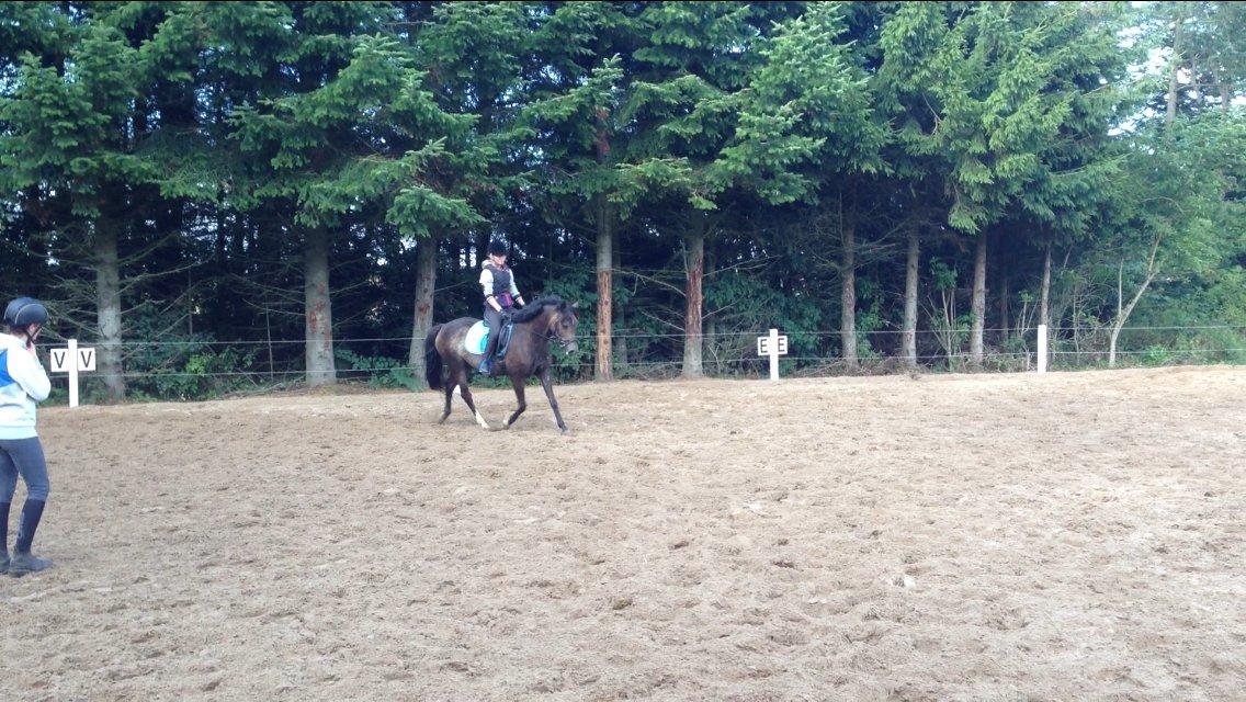 New Forest Marrondales Floyd billede 13