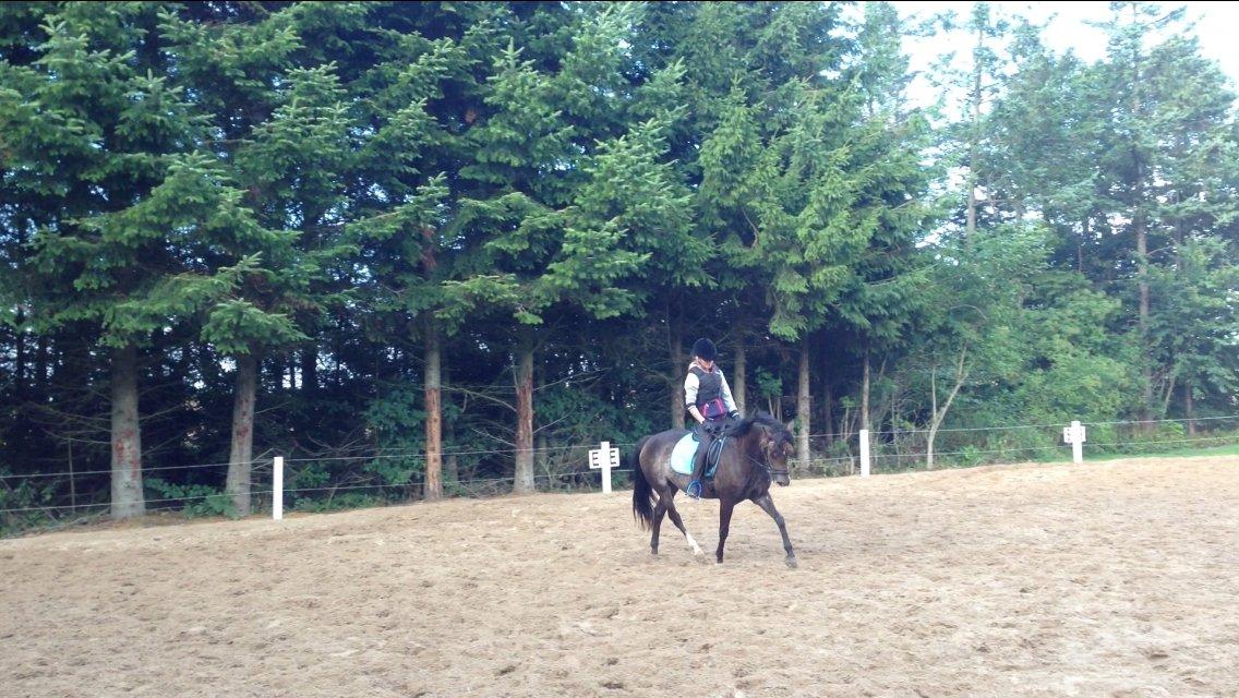 New Forest Marrondales Floyd billede 14