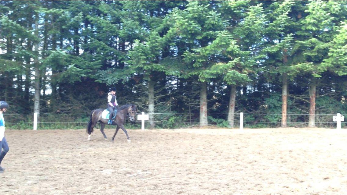 New Forest Marrondales Floyd billede 15