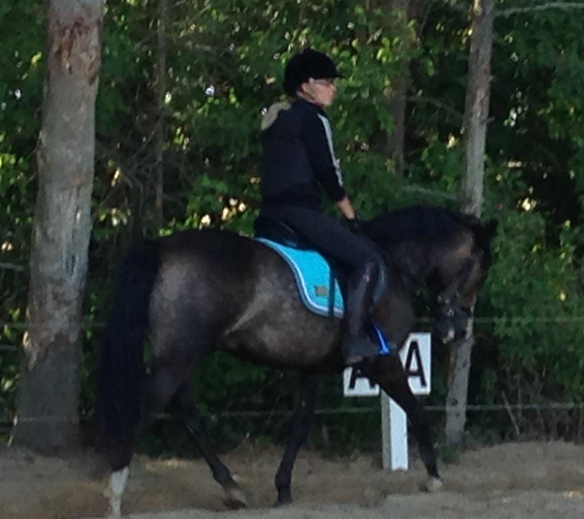 New Forest Marrondales Floyd billede 16