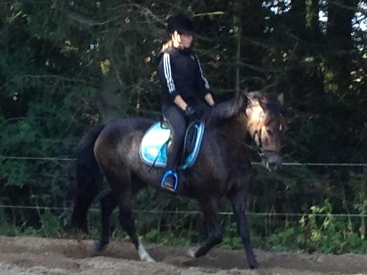 New Forest Marrondales Floyd billede 17