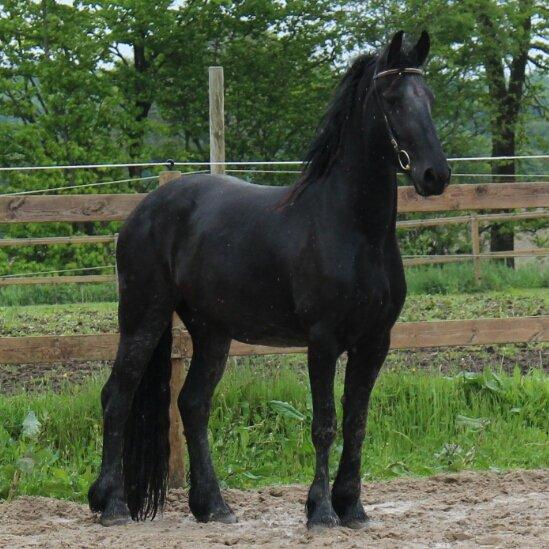 Frieser Greitje fan Nykro billede 1