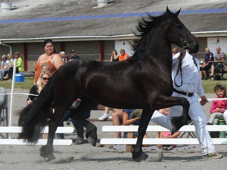 Frieser Greitje fan Nykro billede 2