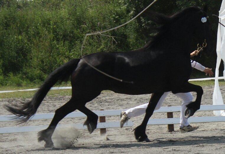 Frieser Greitje fan Nykro billede 3