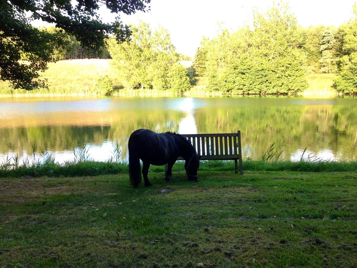 Shetlænder Rikke  - velkommen til Rikke,s profil<3 billede 1