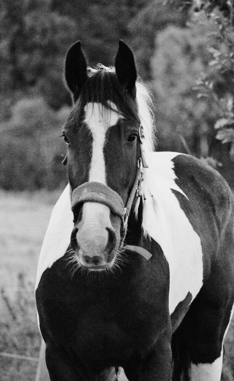 Irish Cob Hauge's Gilroy billede 15