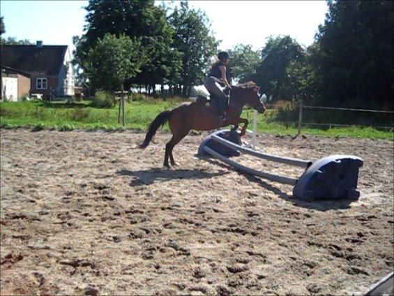 Anden særlig race Fiona mega sød pony<3<3 - ida springer på hende billede 17
