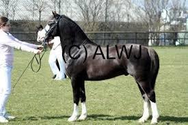 Welsh Pony (sec B) F.H. Bjerregårds Wonder - kåring billede 21