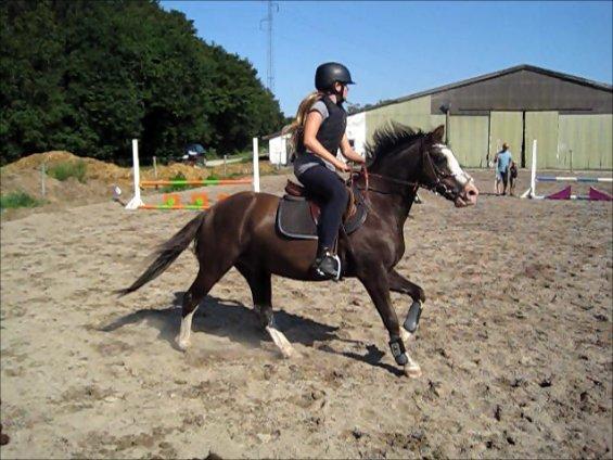 Welsh Pony (sec B) F.H. Bjerregårds Wonder - springning billede 22