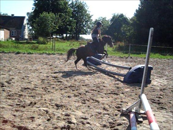 Welsh Pony (sec B) F.H. Bjerregårds Wonder - spring træning billede 26